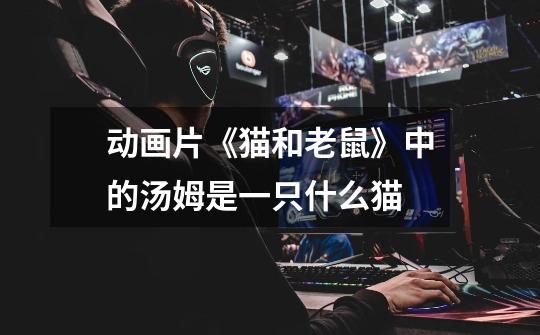 动画片《猫和老鼠》中的汤姆是一只什么猫-第1张-游戏信息-龙启网