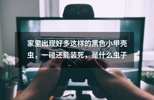 家里出现好多这样的黑色小甲壳虫,一碰还能装死,是什么虫子-第1张-游戏信息-龙启网