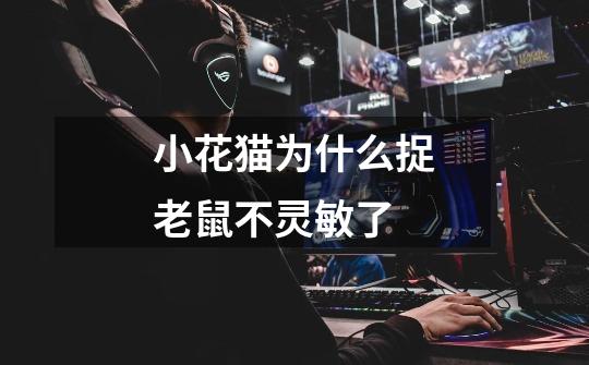 小花猫为什么捉老鼠不灵敏了-第1张-游戏信息-龙启网