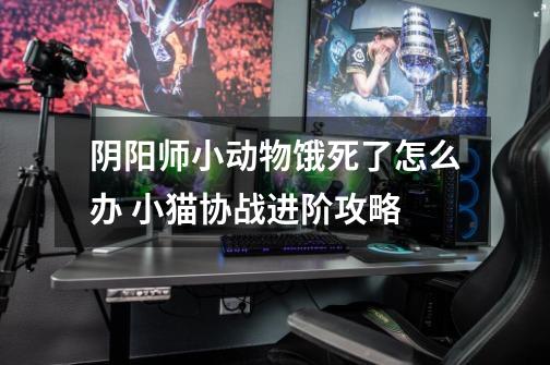 阴阳师小动物饿死了怎么办 小猫协战进阶攻略-第1张-游戏信息-龙启网