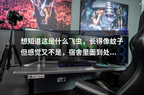 想知道这是什么飞虫,长得像蚊子但感觉又不是,宿舍里面到处都是,很多-第1张-游戏信息-龙启网