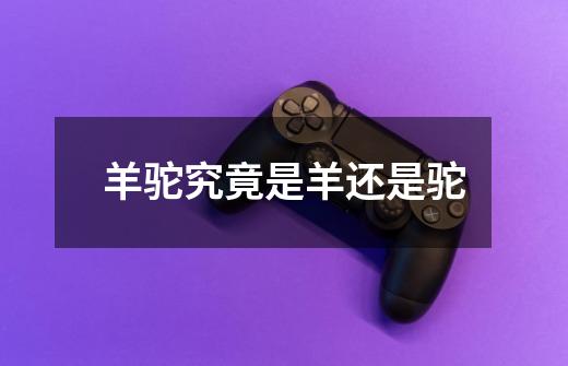 羊驼究竟是羊还是驼-第1张-游戏信息-龙启网