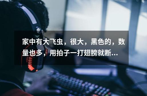 家中有大飞虫,很大,黑色的,数量也多,用拍子一打翅膀就断了,这是什么虫子,怎么处置-第1张-游戏信息-龙启网
