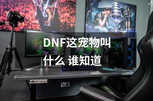 DNF这宠物叫什么 谁知道-第1张-游戏信息-龙启网