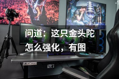 问道:这只金头陀怎么强化,有图-第1张-游戏信息-龙启网