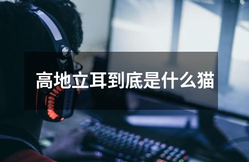 高地立耳到底是什么猫-第1张-游戏信息-龙启网