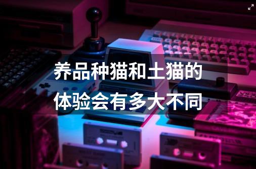 养品种猫和土猫的体验会有多大不同-第1张-游戏信息-龙启网