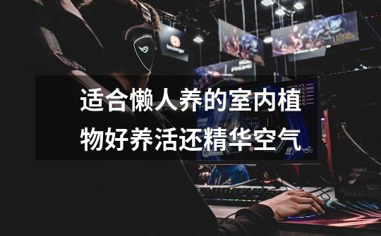 适合懒人养的室内植物好养活还精华空气-第1张-游戏信息-龙启网