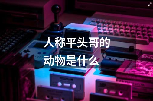 人称平头哥的动物是什么-第1张-游戏信息-龙启网