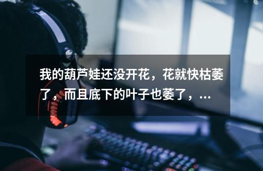 我的葫芦娃还没开花，花就快枯萎了，而且底下的叶子也萎了，为什么啊-第1张-游戏信息-龙启网