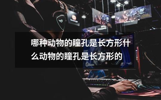哪种动物的瞳孔是长方形什么动物的瞳孔是长方形的-第1张-游戏信息-龙启网