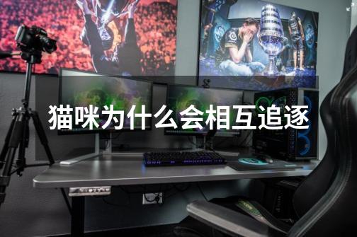 猫咪为什么会相互追逐-第1张-游戏信息-龙启网