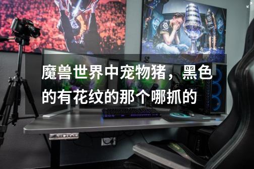 魔兽世界中宠物猪，黑色的有花纹的那个哪抓的-第1张-游戏信息-龙启网