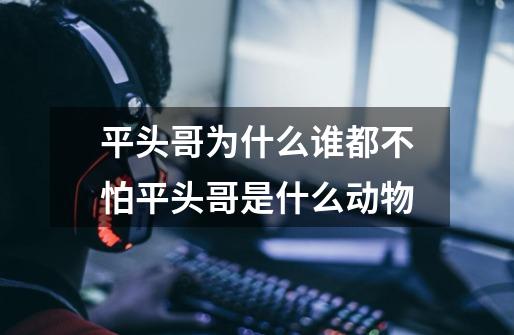 平头哥为什么谁都不怕平头哥是什么动物-第1张-游戏信息-龙启网