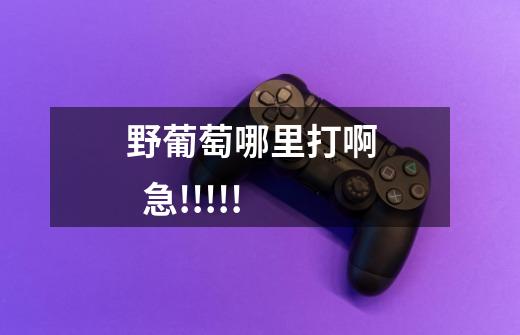 野葡萄哪里打啊 急!!!!!-第1张-游戏信息-龙启网