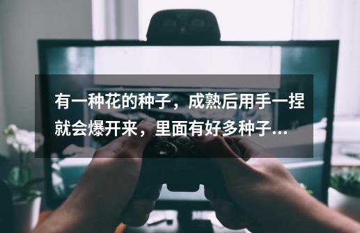 有一种花的种子，成熟后用手一捏就会爆开来，里面有好多种子会弹出来，这是什么花呀-第1张-游戏信息-龙启网