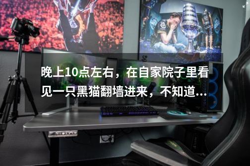 晚上10点左右，在自家院子里看见一只黑猫翻墙进来，不知道是好是坏啊-第1张-游戏信息-龙启网