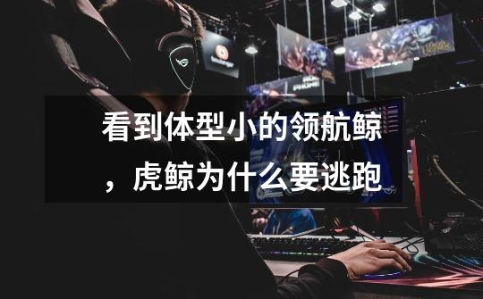 看到体型小的领航鲸,虎鲸为什么要逃跑-第1张-游戏信息-龙启网