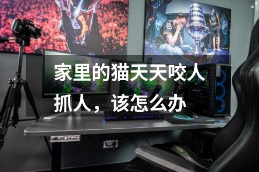 家里的猫天天咬人抓人,该怎么办-第1张-游戏信息-龙启网