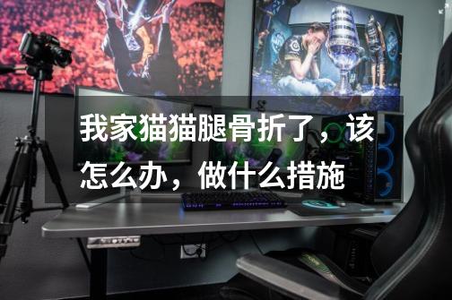 我家猫猫腿骨折了,该怎么办,做什么措施-第1张-游戏信息-龙启网