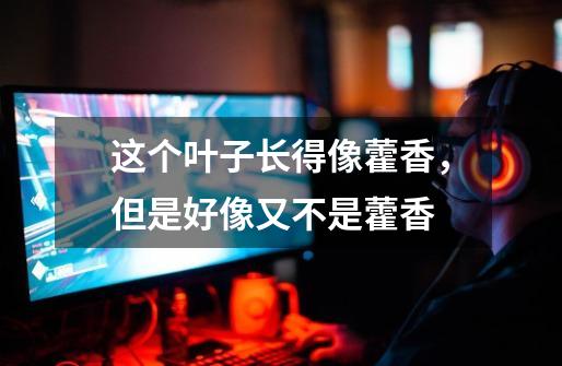 这个叶子长得像藿香，但是好像又不是藿香-第1张-游戏信息-龙启网