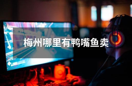 梅州哪里有鸭嘴鱼卖-第1张-游戏信息-龙启网