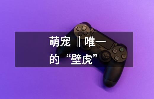 萌宠 ‖唯一的“壁虎”-第1张-游戏信息-龙启网