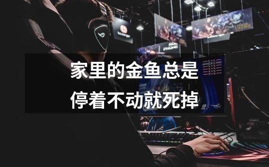 家里的金鱼总是停着不动就死掉-第1张-游戏信息-龙启网