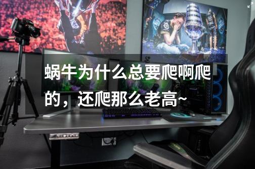蜗牛为什么总要爬啊爬的,还爬那么老高~-第1张-游戏信息-龙启网