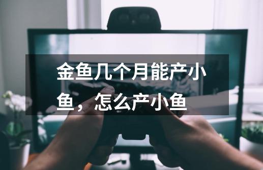金鱼几个月能产小鱼,怎么产小鱼-第1张-游戏信息-龙启网